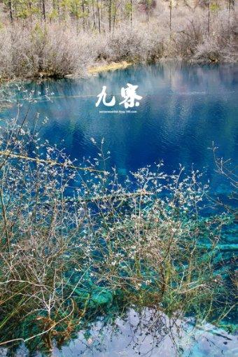 首届玉林“佼佼街”迎春花事持续至2月